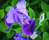 Purple Iris_P1120655-7